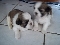 Filhote de shih-tzu