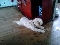 Procuro poodle macho para cruzar